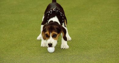 Hunde elsker at komme med på golfbanen